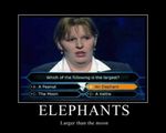 elephants.jpg