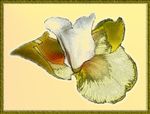 ron's flower.jpg