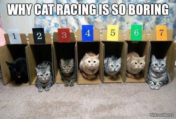 cat racing.jpg