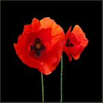 poppies.jpg