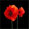 poppies.jpg
