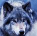 Wolffy69