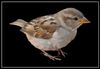 birdy.jpg