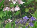 pink and purple aqui.jpg