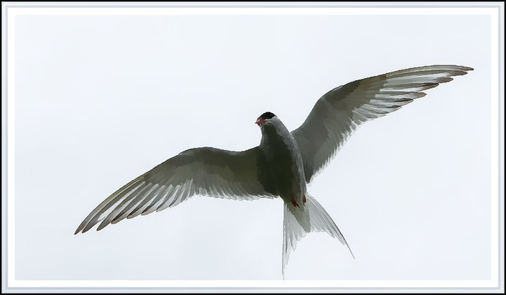 arctic tern.jpg