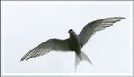 arctic tern.jpg