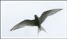arctic tern.jpg