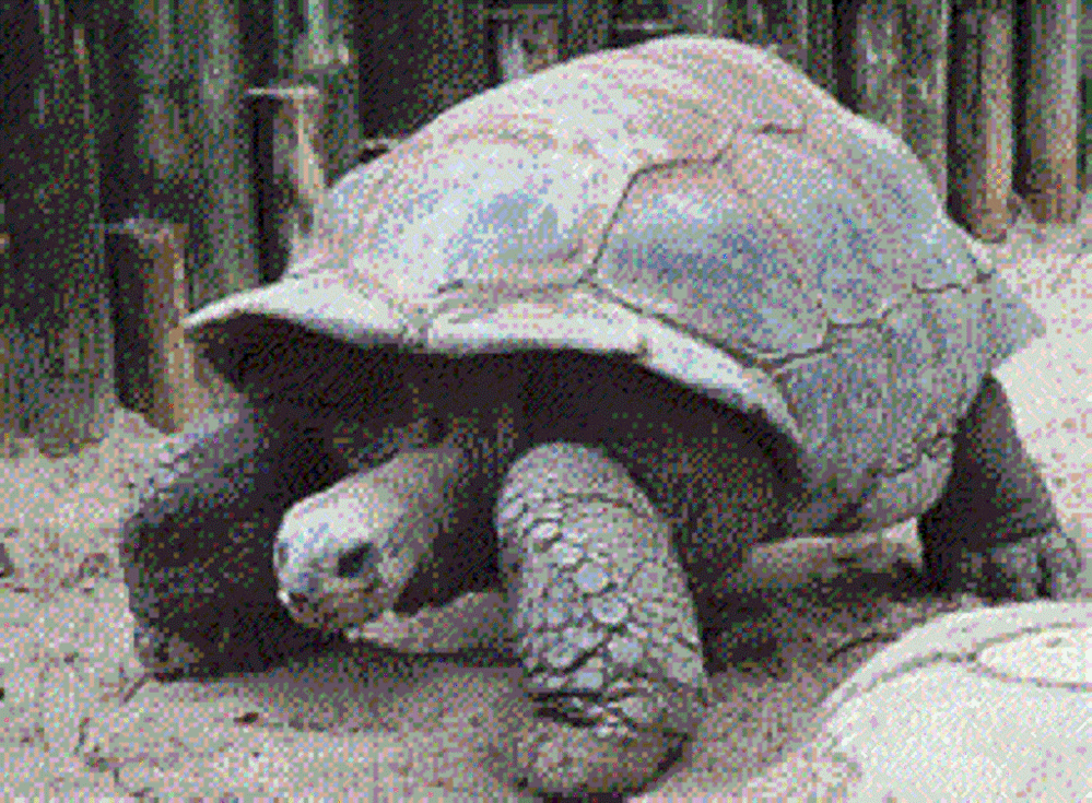 Toby II.gif