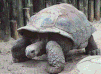 Toby II.gif