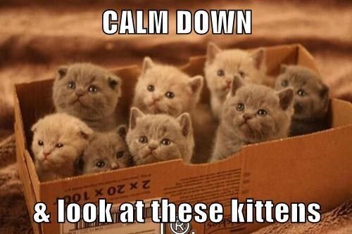 kitten