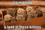 kitten