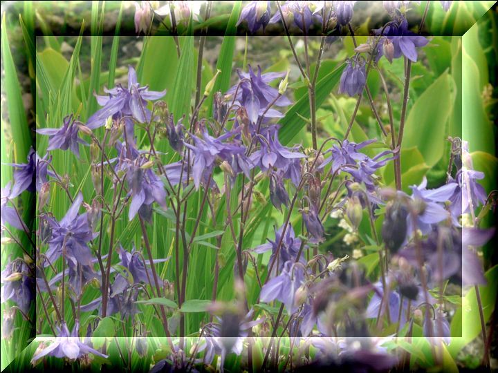 purple aquilegia.jpg
