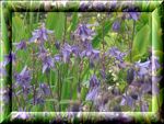purple aquilegia.jpg