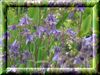 purple aquilegia.jpg