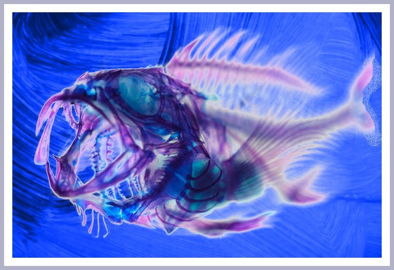 fishy story.jpg