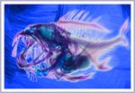 fishy story.jpg