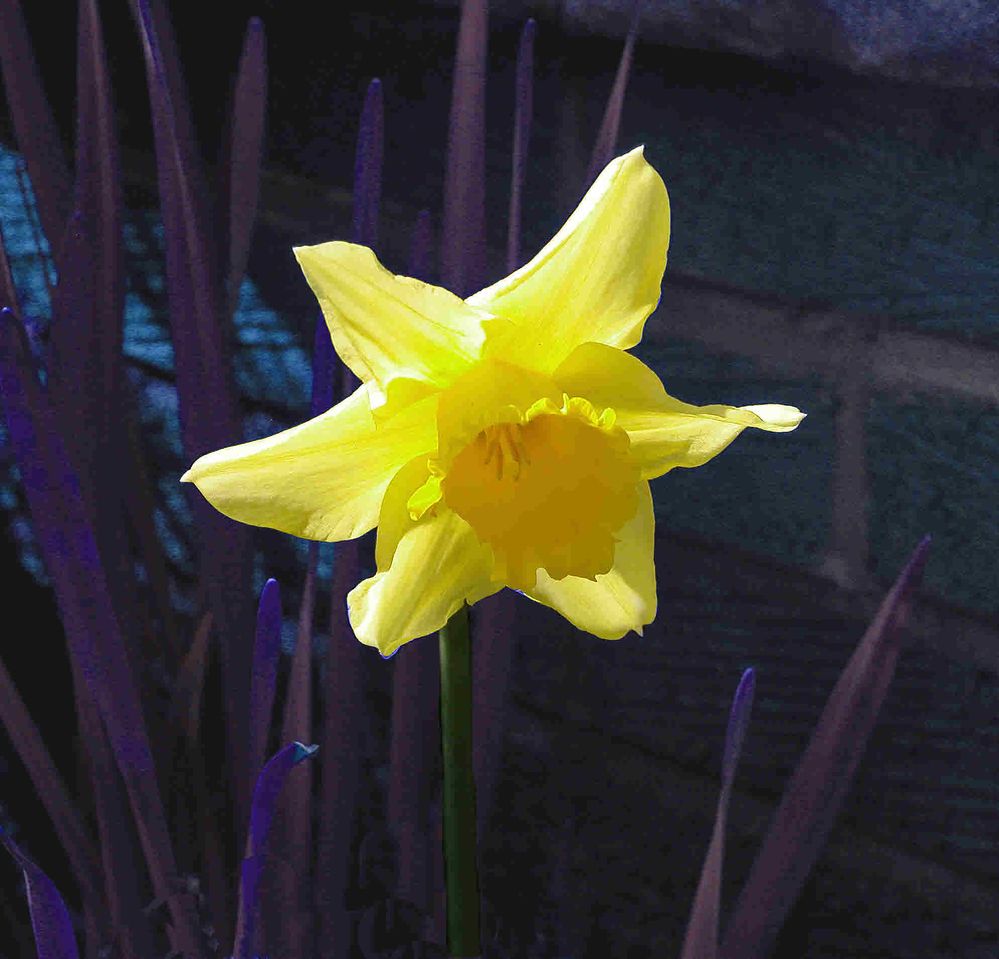 Daffodil 4.jpg
