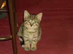 Phoebe.jpg