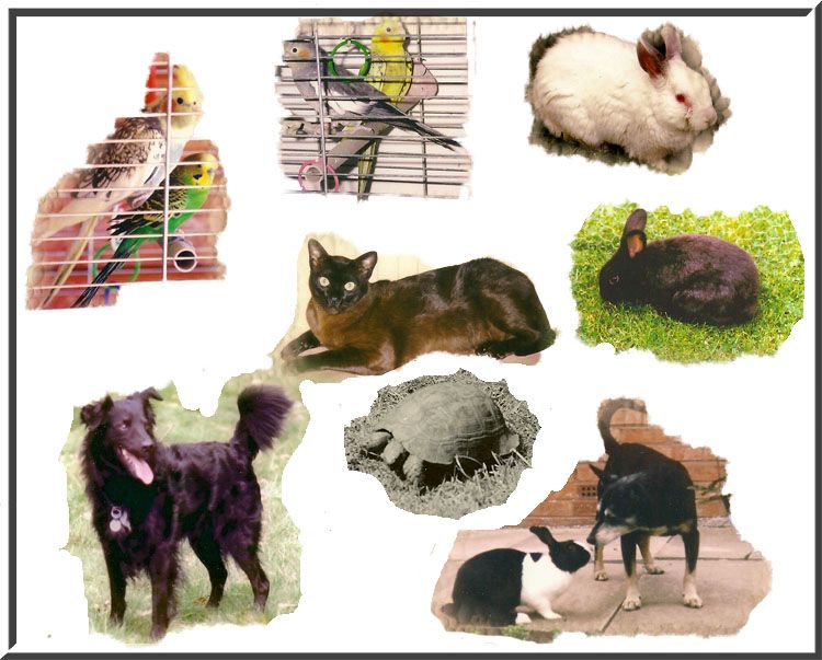 pet composite.jpg