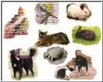 pet composite.jpg