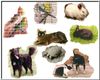 pet composite.jpg