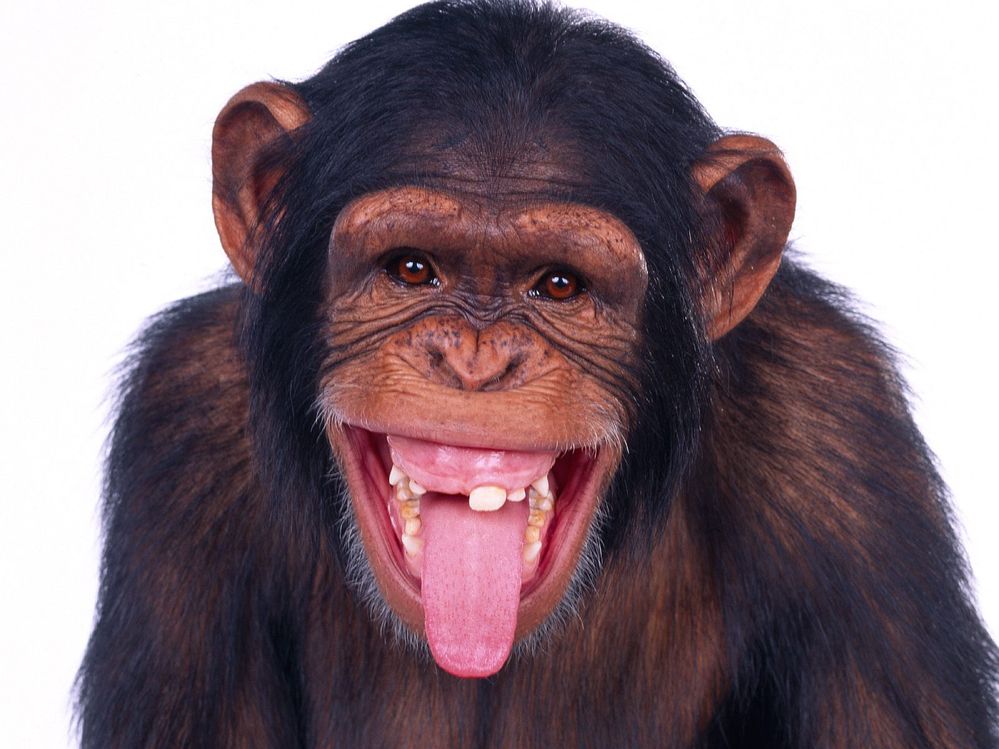 superfunnypetmonkey01big.jpg