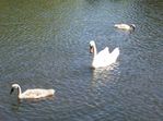 Picture 009.jpg