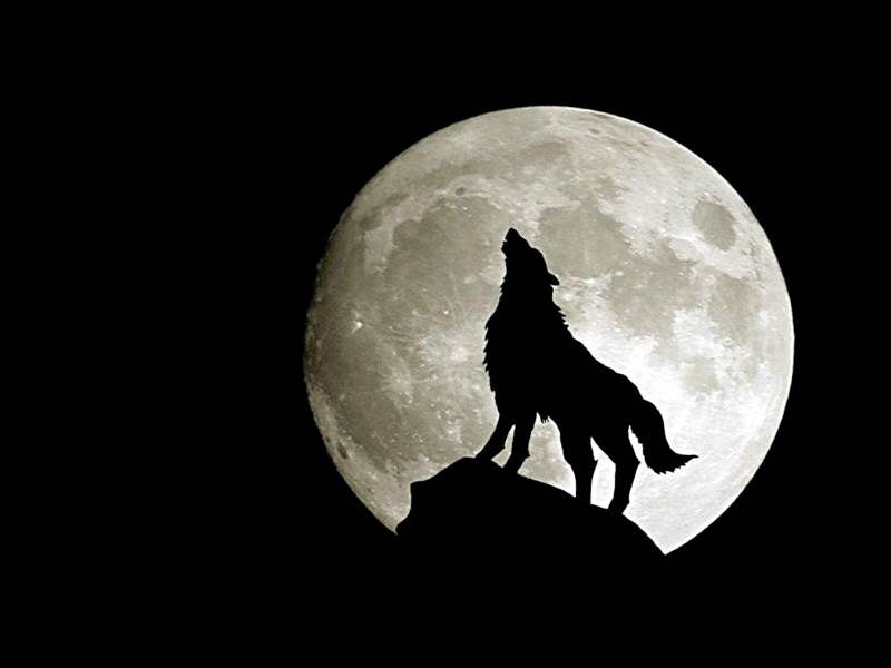 wolfandmoon