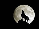 wolfandmoon