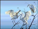 birdy water colour.jpg