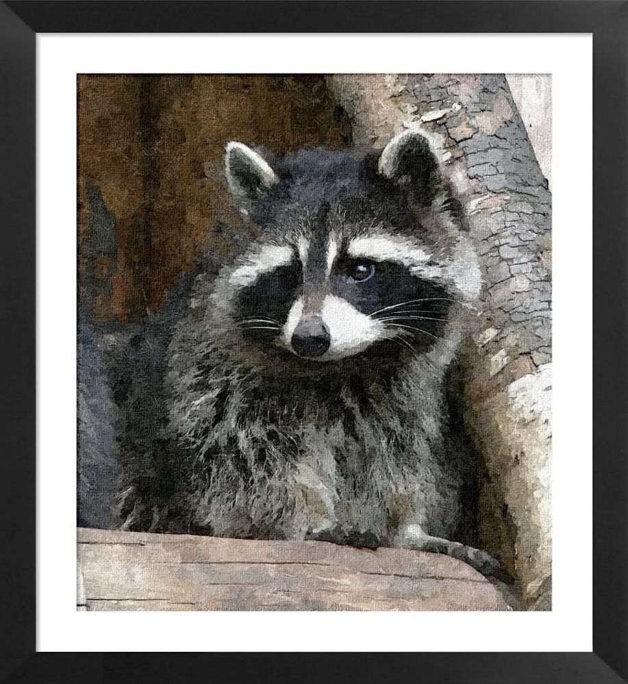 raccoon.jpg