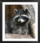 raccoon.jpg
