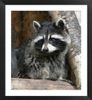 raccoon.jpg