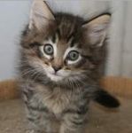 placekitten.jpg