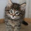 placekitten.jpg
