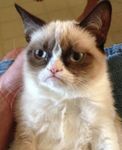 meow.jpg