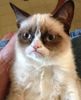 meow.jpg