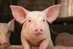 environmental-impact-disposal-waste-large-scale-pig-production.jpg
