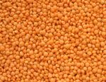 Lentils_All_Types_.jpg