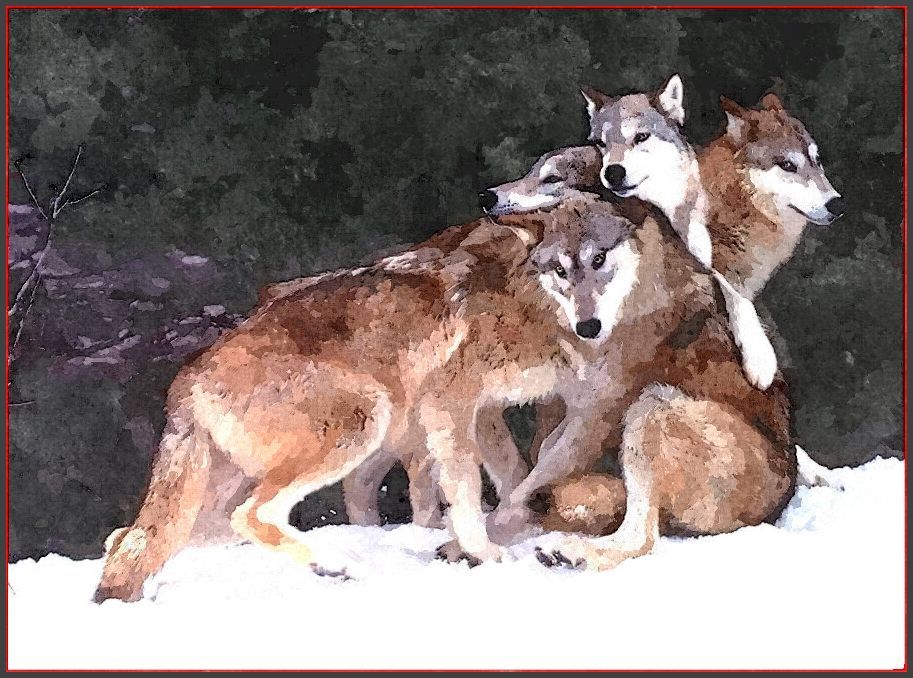 wolves water col.jpg