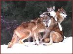 wolves water col.jpg