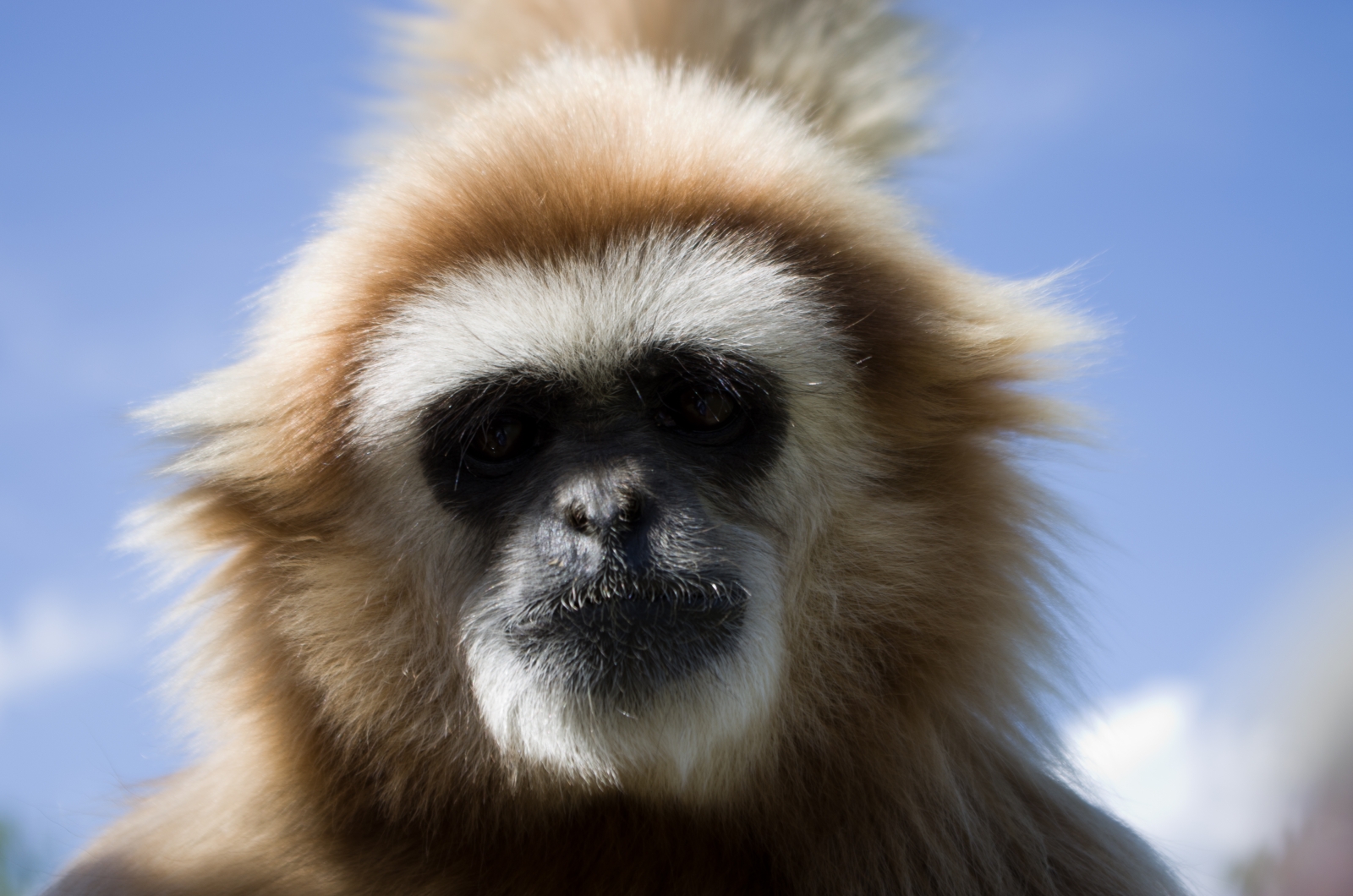 Funky-Gibbons