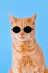 CAT-sunglasses.JPG
