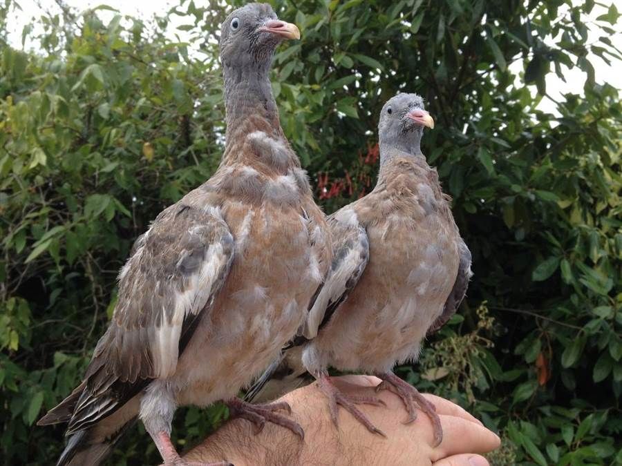 pidgins.jpg