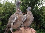 pidgins.jpg
