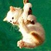 kitten.jpg