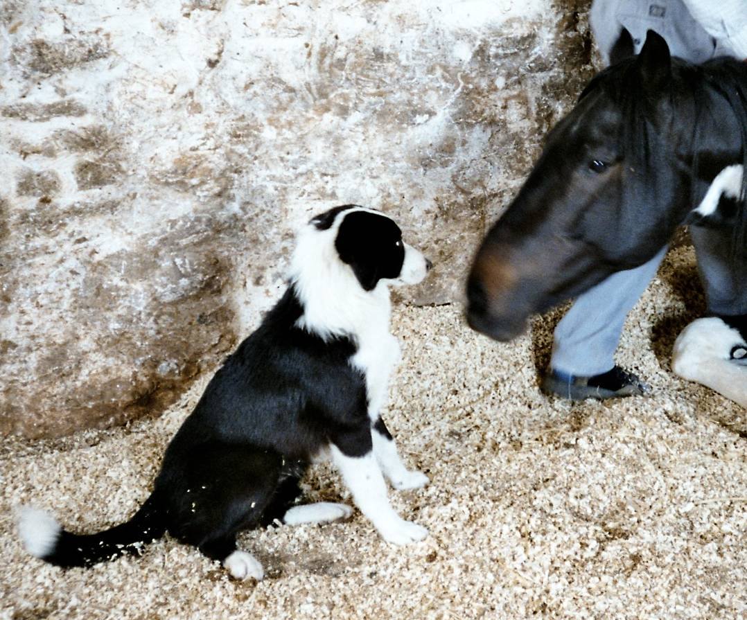 Landline not working since talktalk installed, TalkTalk Help