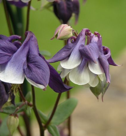 Aquilegia1.jpg
