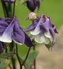 Aquilegia1.jpg