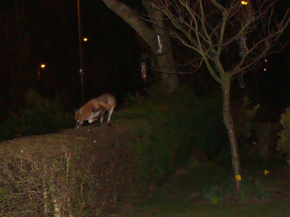 Fox on my Hawthorn hedge
